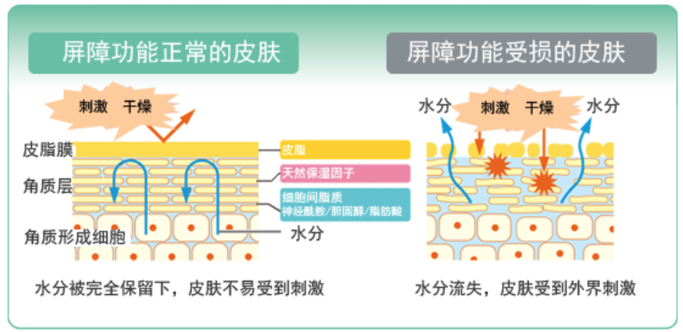 干、癢、紅、腫？別慌涂護膚品，先看看皮膚屏